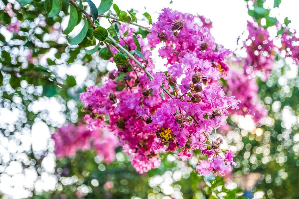 紫薇花 鹭鸶花 五里香 红薇花 百日红 佛相花 满堂红 怕痒花 猴刺脱 痒痒花 宝幡花、五爪金龙 狗骨头 紫金标 紫兰花 阿米茶 紫荆花 紫金花 蚊子花 植物 花朵 微距 风光 自然 色彩