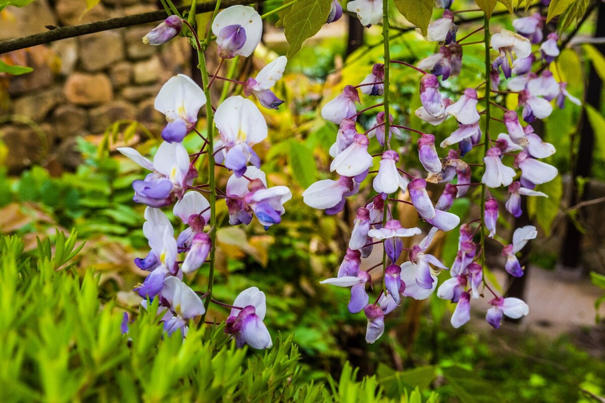 朱藤 招藤 招豆藤 藤萝 紫藤  图片 摄影 素材 花草 花朵