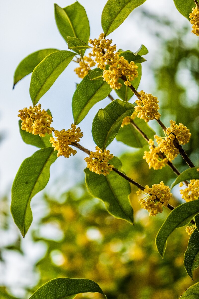桂花 花朵 植物 摄影 旅行 花儿 金桂 银桂