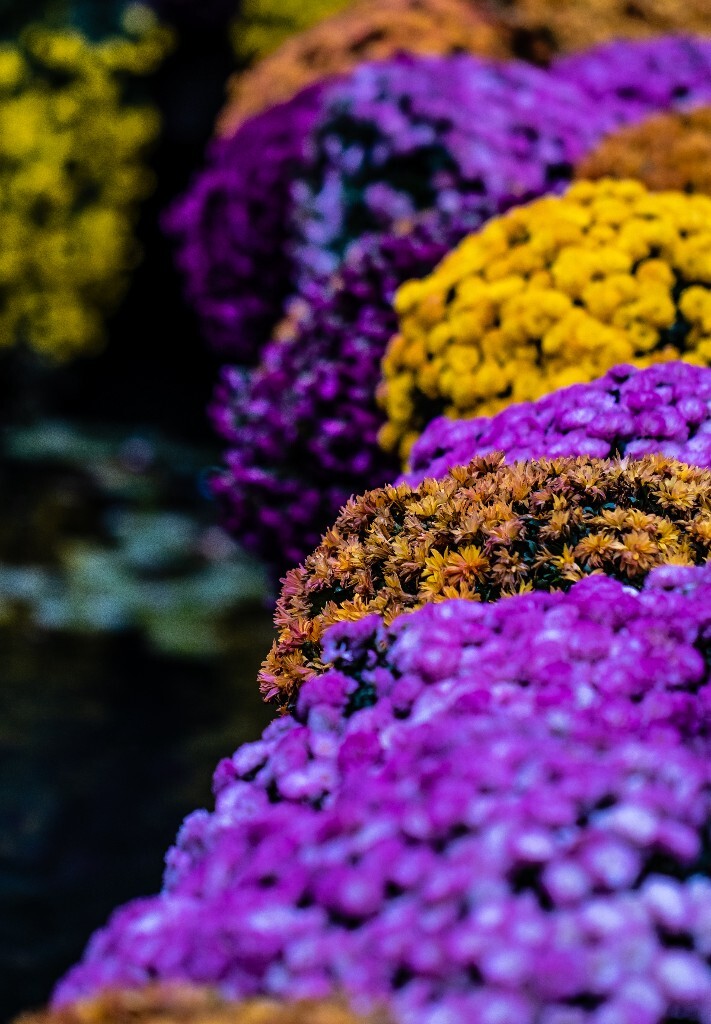 菊花 寿客 金英 黄华 秋菊 陶菊 日精 女华 延年 隐逸花 家菊 花儿 盛开的菊花