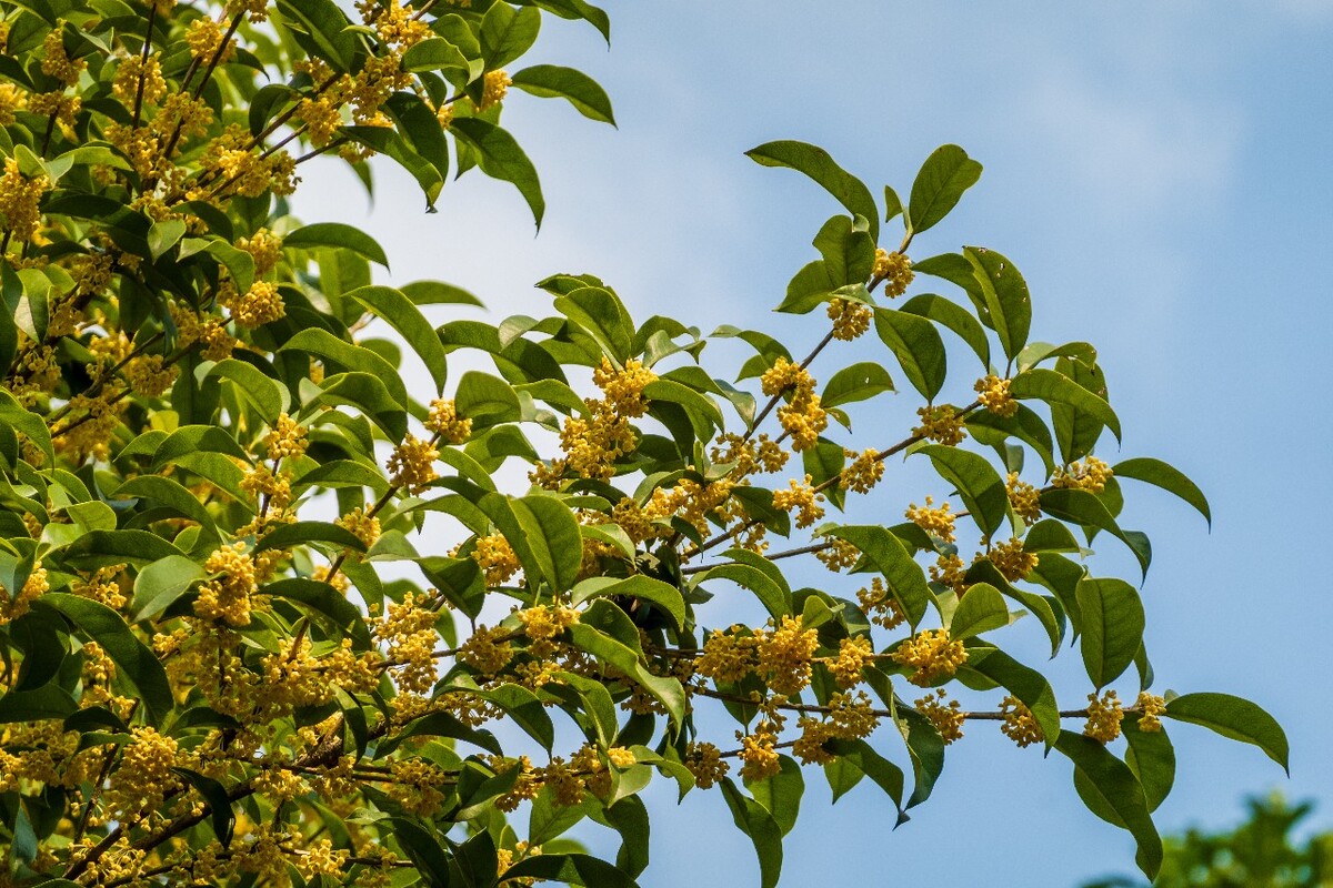 桂花 花朵 植物 摄影 旅行 花儿 金桂 银桂