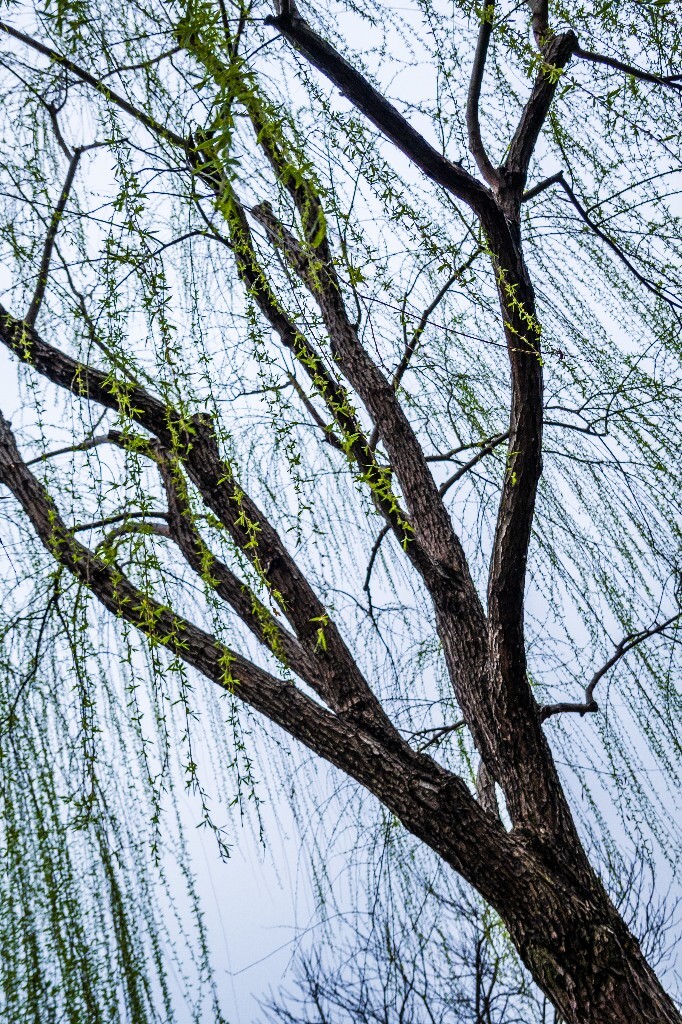 柳树 风光 摄影 自然 旅行 植物 西湖风光 西湖柳树 柳绿 春天 春色