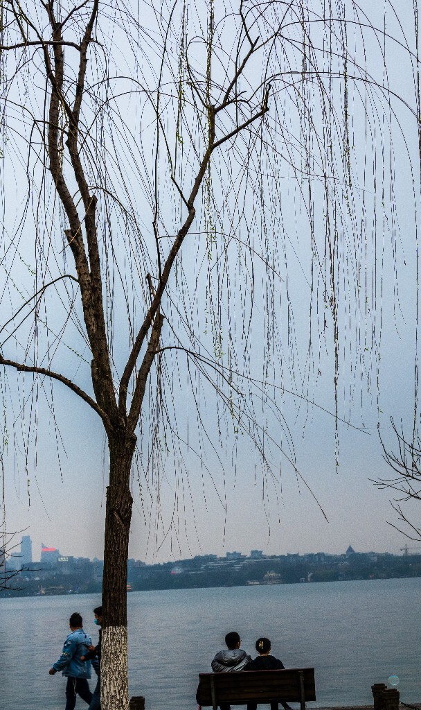 柳树 风光 自然   西湖 西湖柳树