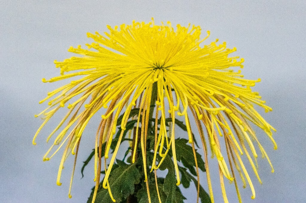 寿客 金英 黄华 秋菊 陶菊 日精 女华 延年 隐逸花 家菊 植物 花草 摄影 风光