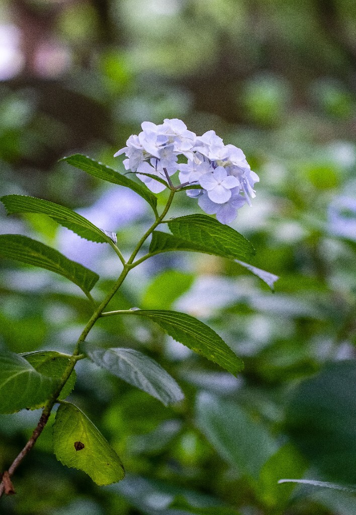八仙花 粉团花 草绣球 紫绣球 紫阳花  绣球 绣球花 摄影 植物 花朵 花儿