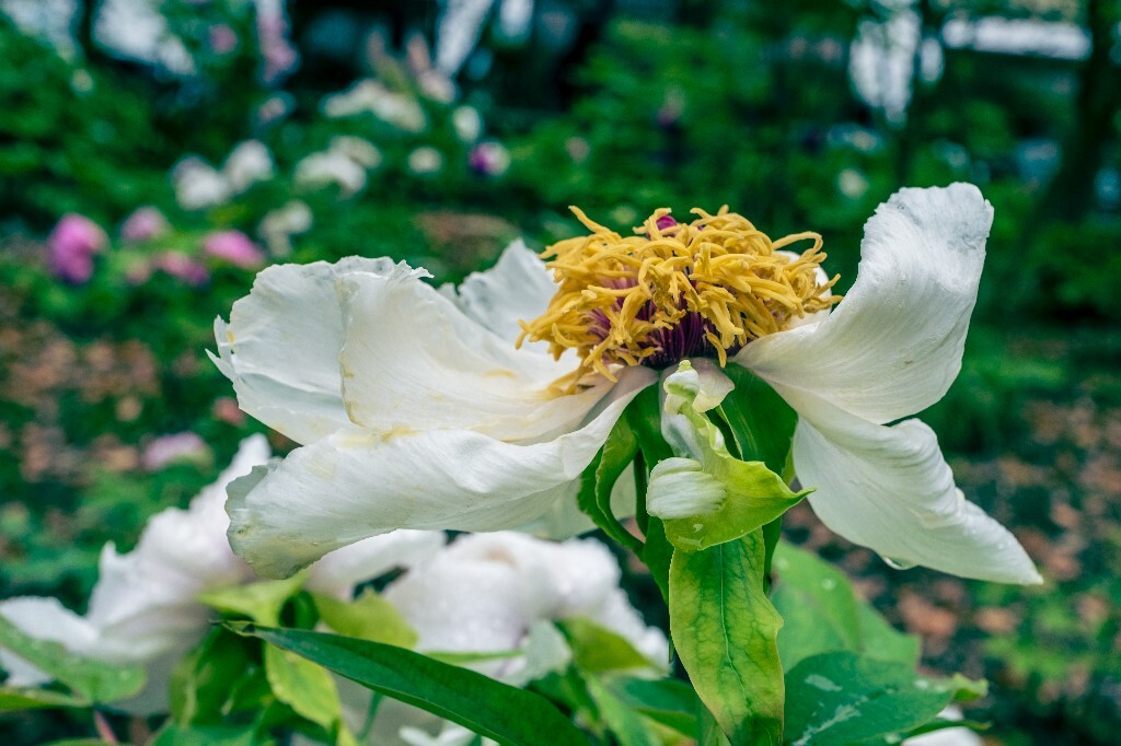 鼠姑 鹿韭 白茸 木芍药 百雨金 洛阳花 富贵花 牡丹 植物 花朵 花儿 牡丹花 含苞待放