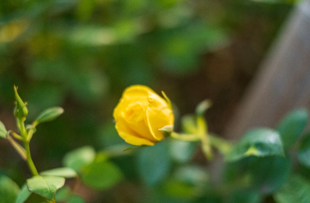 月季 摄影 风光 花儿  花中皇后 月月红 月月花 长春花 四季花 胜春 植物 花朵 