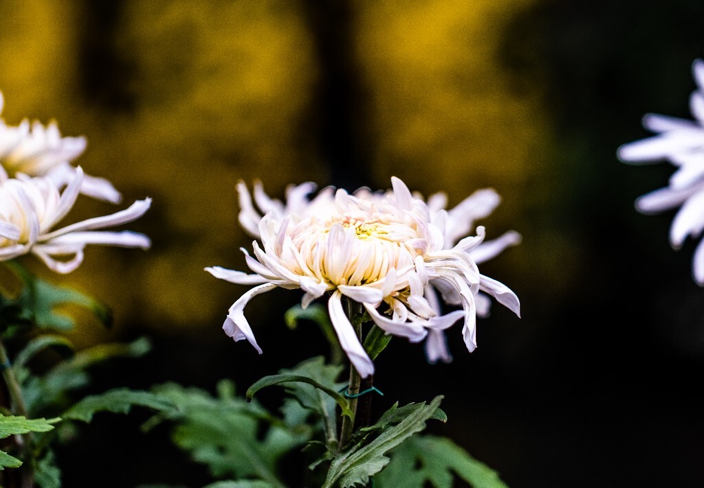菊花 寿客 金英 黄华 秋菊 陶菊 日精 女华 延年 隐逸花 家菊 花儿 盛开的菊花