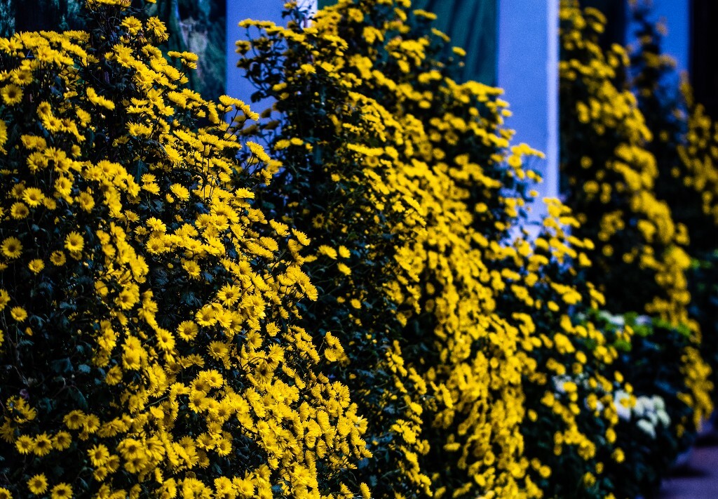 菊花 寿客 金英 黄华 秋菊 陶菊 日精 女华 延年 隐逸花 家菊 花儿 盛开的菊花