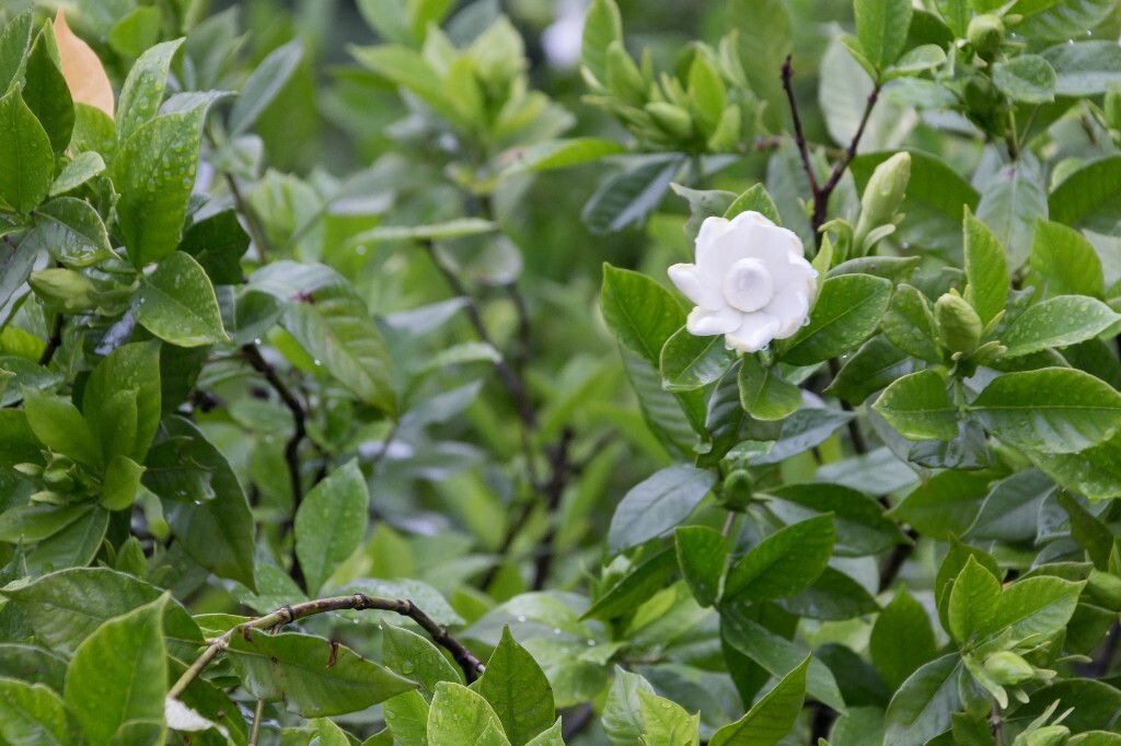 植物 栀子花 风光 自然 花草 花朵 盛开的栀子花 摄影 旅行 