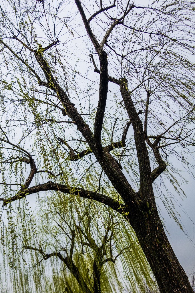 柳树 西湖柳树 风光 摄影 自然 西湖风光 环境 旅行 植物 柳叶