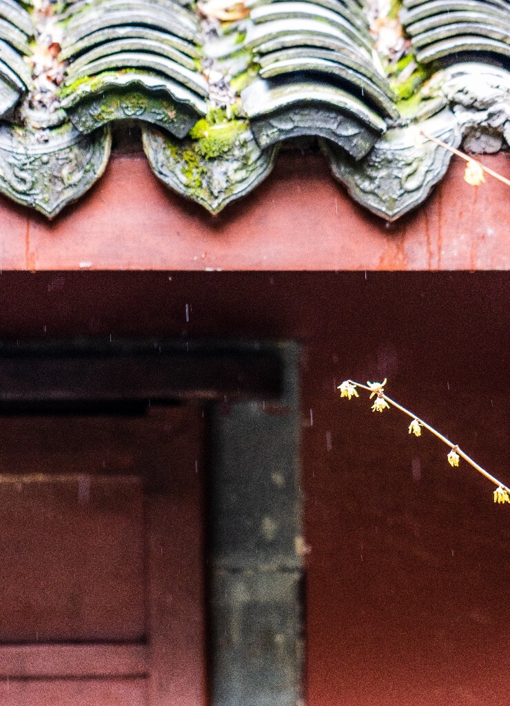 腊梅 植物 花朵 花儿 摄影 风光 自然 红墙 钱王祠 屋檐 梅花