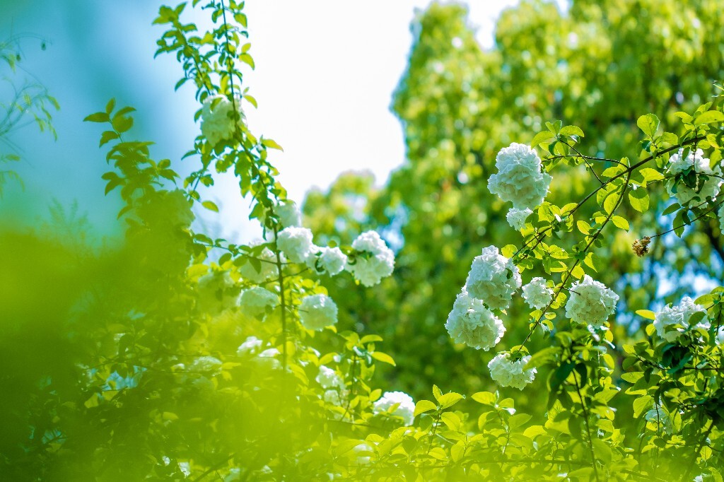 粉团花 紫阳花 八仙花 绣球 木绣球 草绣球 紫绣球 花朵 花儿 植物 摄影