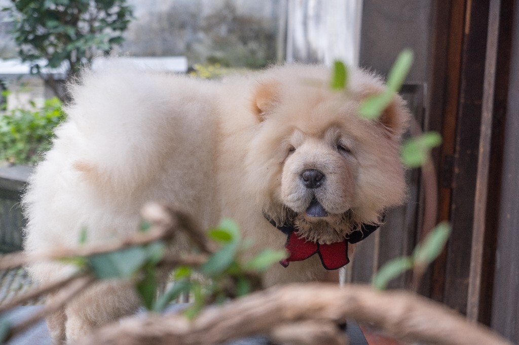 狗狗 松狮犬 宠物狗 旺星人 毛孩子 摄影 旅行
