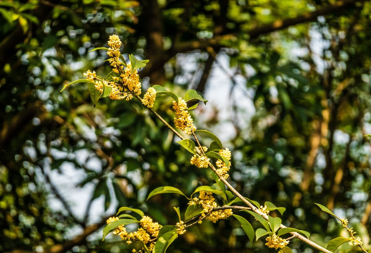 岩桂 木犀 九里香 金 植物 摄影 花草 桂花 金桂 银桂 丹桂 月桂