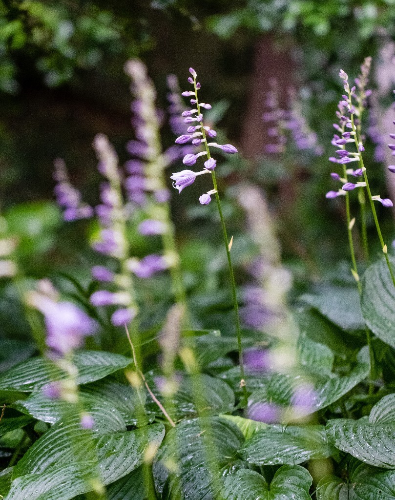 紫玉簪 紫萼 花朵 花儿 摄影 风光 自然