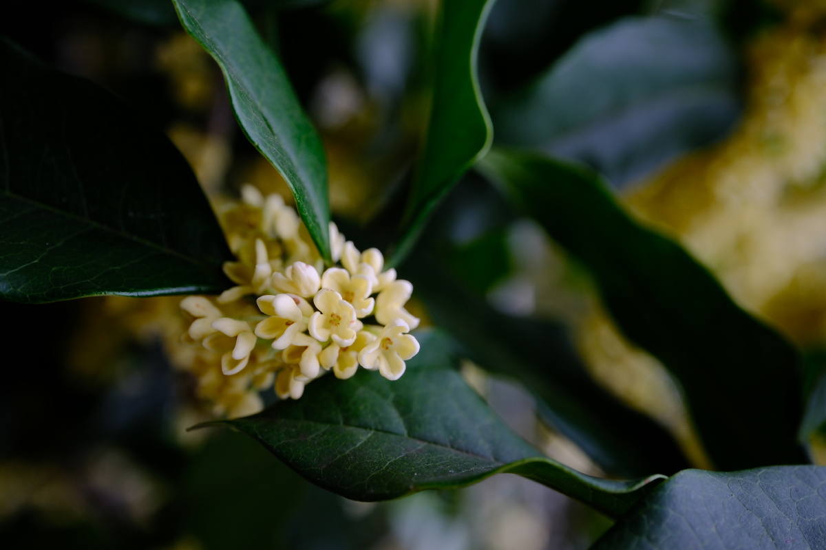 桂花 富士直出 风光 花朵花卉 风光摄影  桂花摄影 满觉陇
