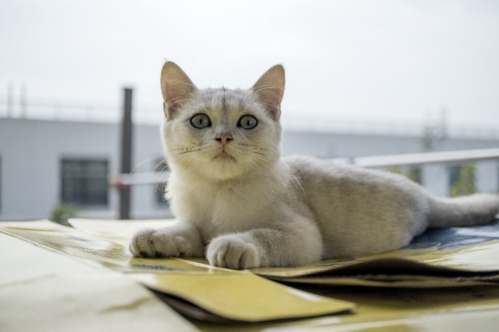 猫猫? 摄影 宠物 自然 环境 宠物摄影 喵星人