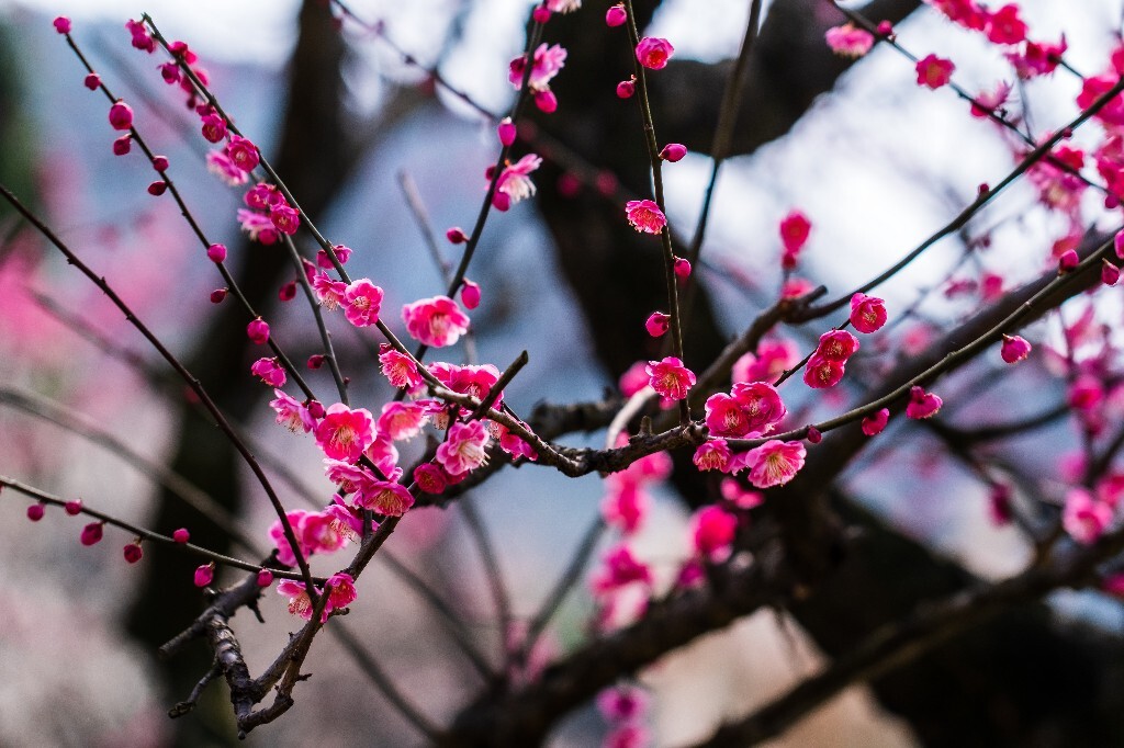 梅花 红色的梅花 梅 图片 摄影 风光 花卉 花朵 旅游 花