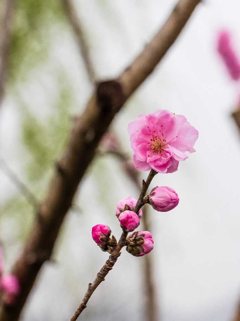 西湖桃花  桃花 自然 微距 风光 色彩 西湖之春    <br />
春天 桃红柳绿 西湖三月天
