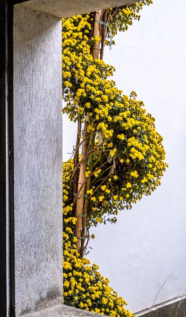 菊花 寿客 金英 黄华 秋菊 陶菊 日精 女华 延年 隐逸花 家菊 摄影 植物 花朵  花儿 盛开的菊花 秋菊