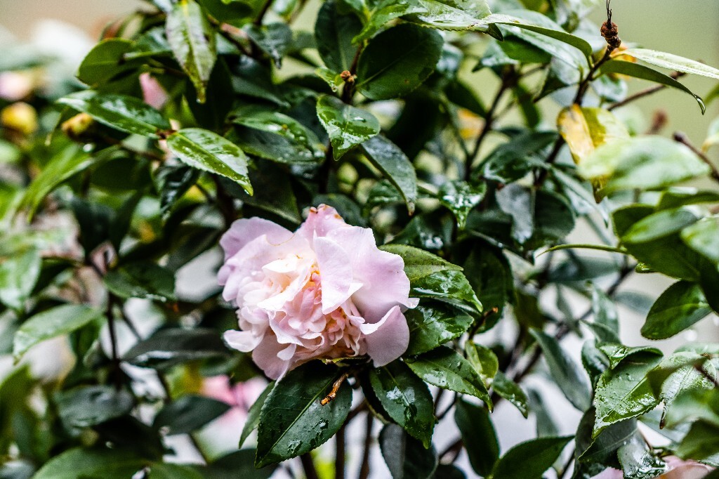 粉色山茶花 薮春 山椿 耐冬 晚山茶 茶花 洋茶 山茶花