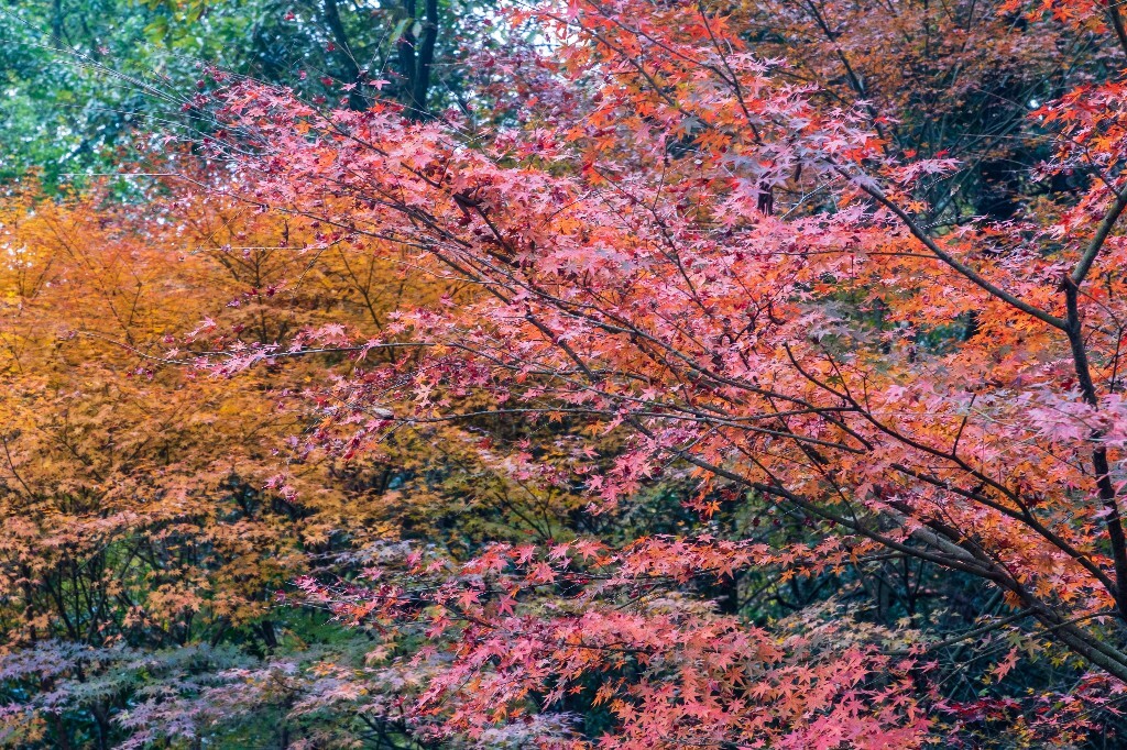 枫叶 植物 叶子 摄影 风光 自然 旅行 九溪 九溪烟树 图片素材