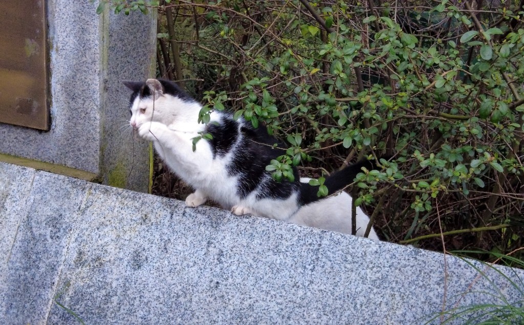 喵星人 猫猫 宠物 摄影 街道 旅行