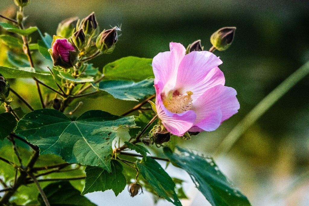 芙蓉花 拒霜花 木莲 地芙蓉 杹木 三变花 九头花 铁箍散 转观花  清凉膏 木芙蓉 植物 花朵 花儿 风光
