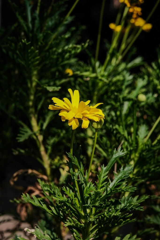 黄金菊 花朵 花儿 摄影 自然 风光 南非菊 翠菊木 银叶情人菊 银叶金木菊 疏黄菊 梳黄菊