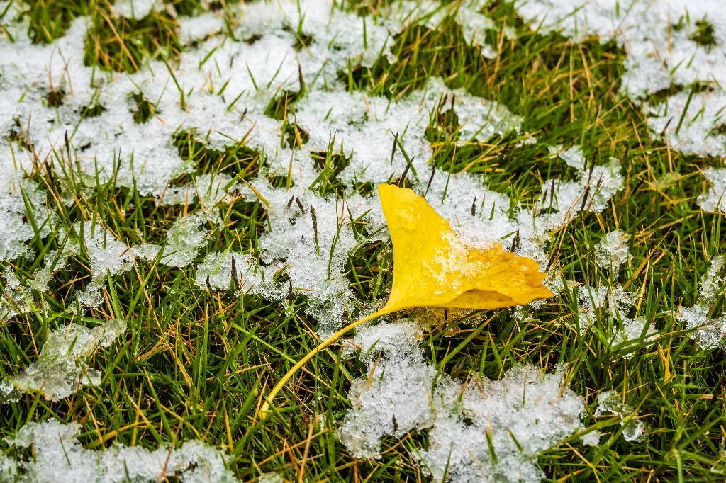 银杏树叶 白果叶 飞蛾叶 鸭脚子 雪景 草地上的雪 草地 落叶 叶子 一叶知秋 风光 自然 2022年第一场雪