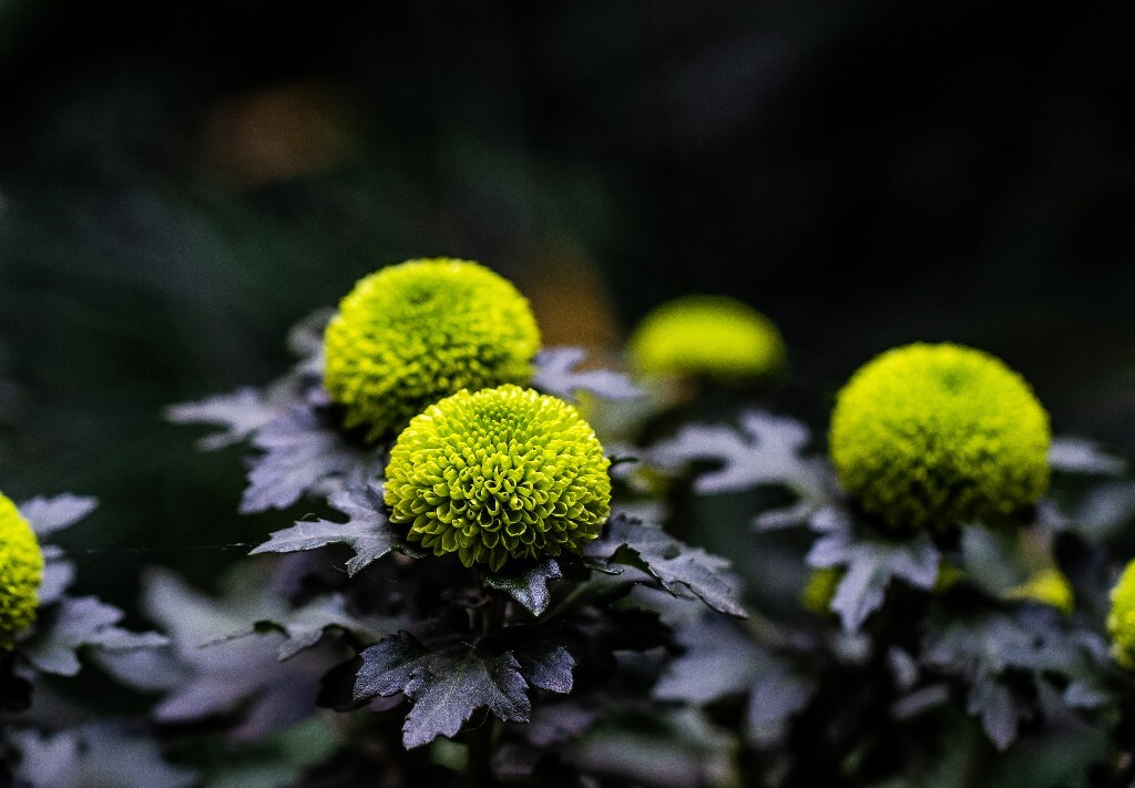 菊花 寿客 金英 黄华 秋菊 陶菊 日精 女华 延年 隐逸花 家菊 花儿 盛开的菊花