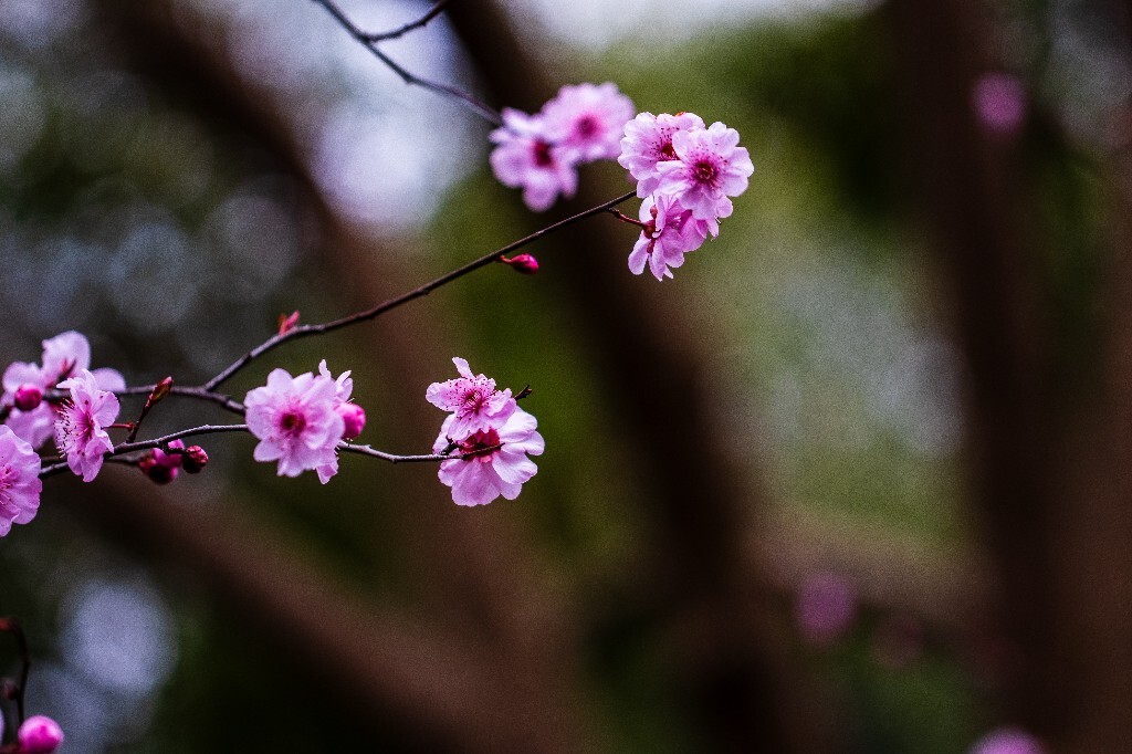 桃花 植物 花朵 花儿 风光 微距 摄影 自然风光 盛开的桃花