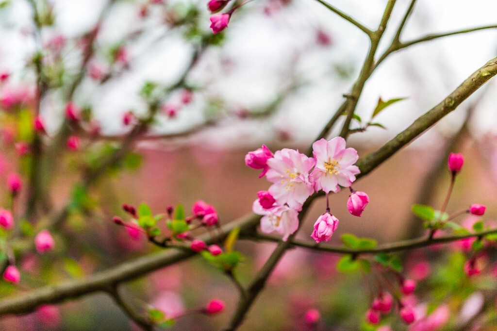 海棠 海棠花 花朵 花儿 摄影
