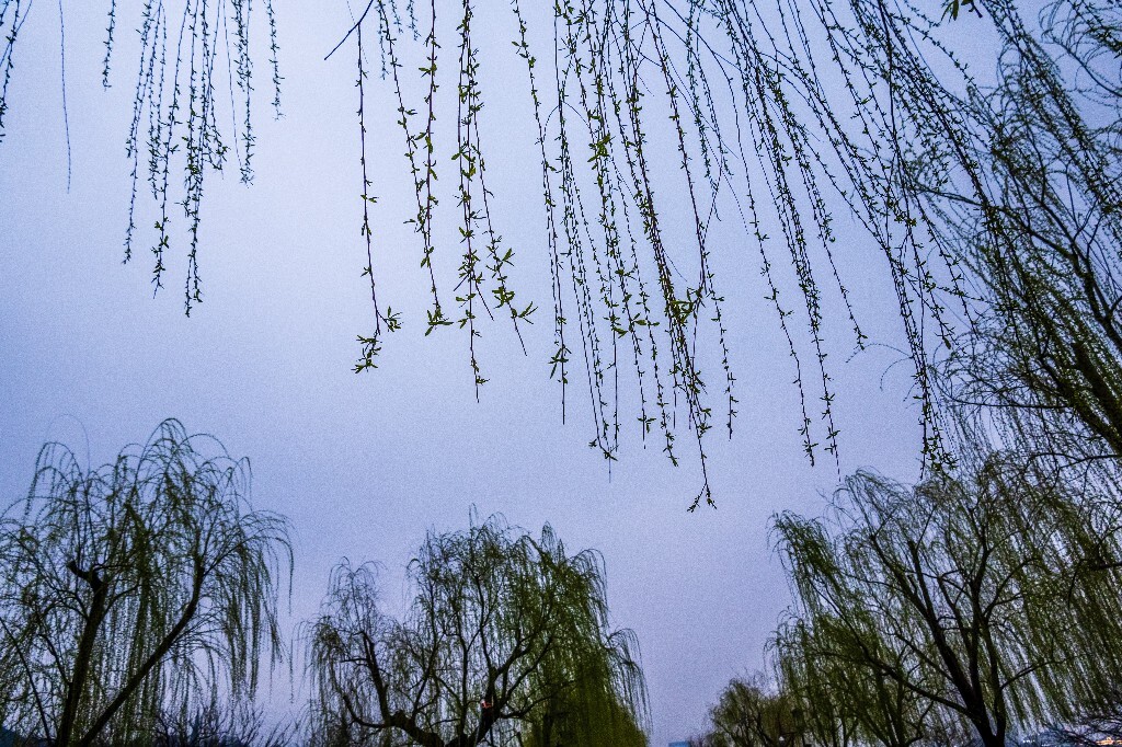 柳树 风光 自然 西湖风光 植物 叶子 柳叶 旅行 摄影 西湖柳树