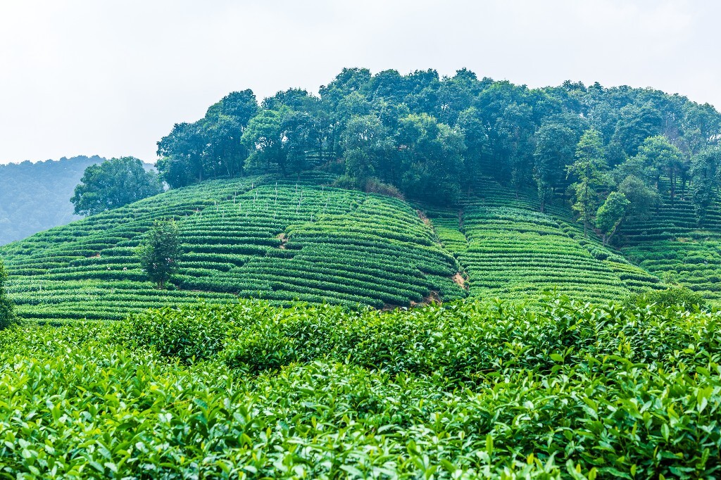 植物 风光 摄影 茶园风光 龙井茶园 旅行 自然 风光 采茶人