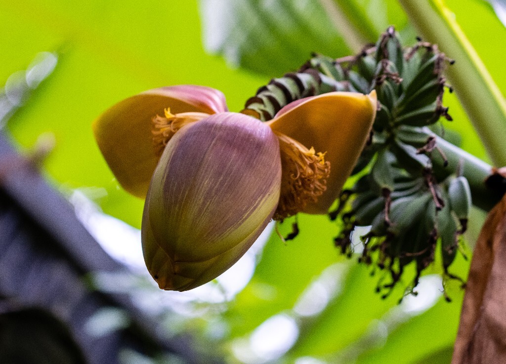 芭蕉 芭苴 板焦 板蕉 大芭蕉头 大头芭蕉 果实 摄影 植物