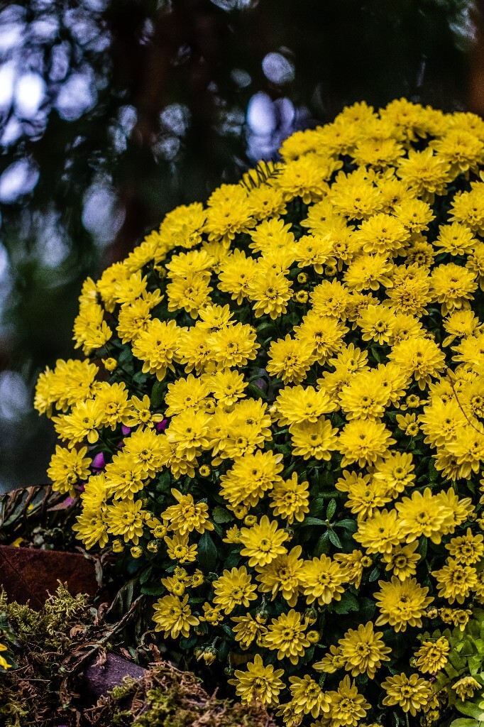 菊花 寿客 金英 黄华 秋菊 陶菊 日精 女华 延年 隐逸花 家菊 花儿 盛开的菊花