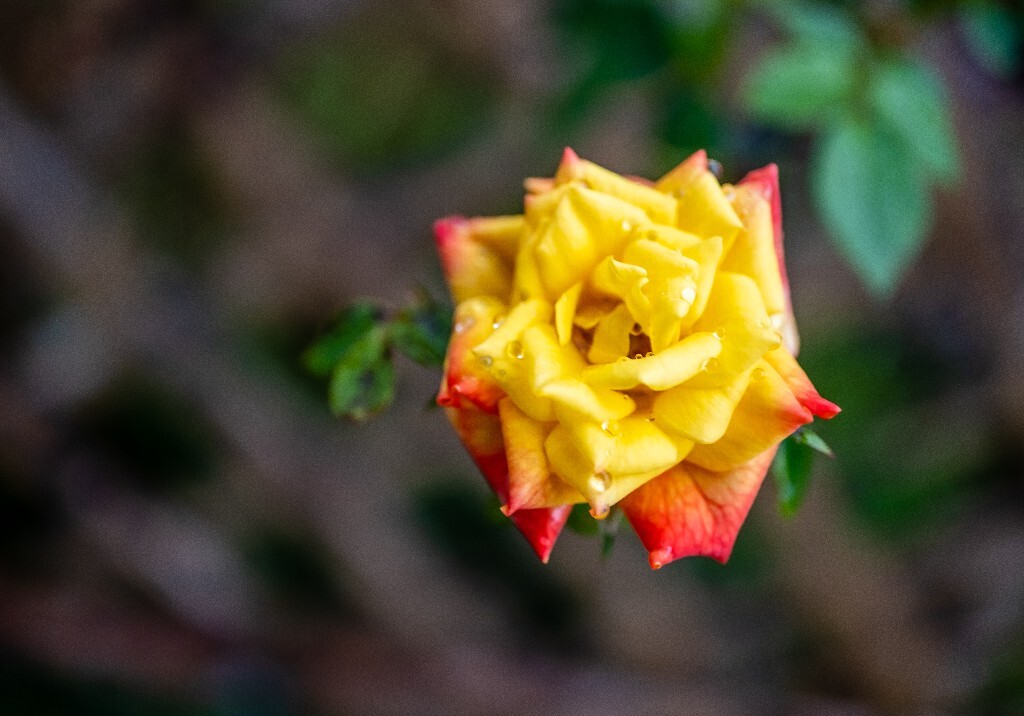 植物 花草 摄影 风光 微距 旅行 下雨天 月季 丰花月季 四季花 月月红