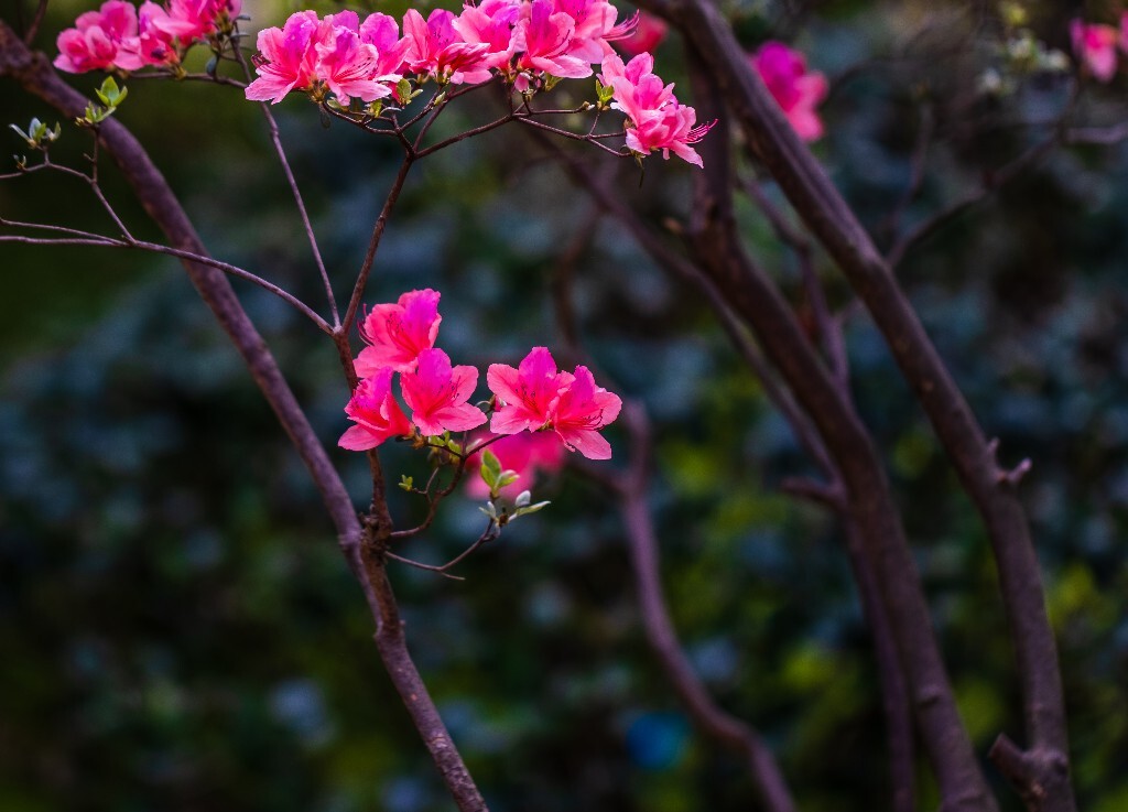 杜鹃花 山踯躅 山石榴 映山红 照山红 唐杜鹃 摄影 旅行 植物 风光 花草
