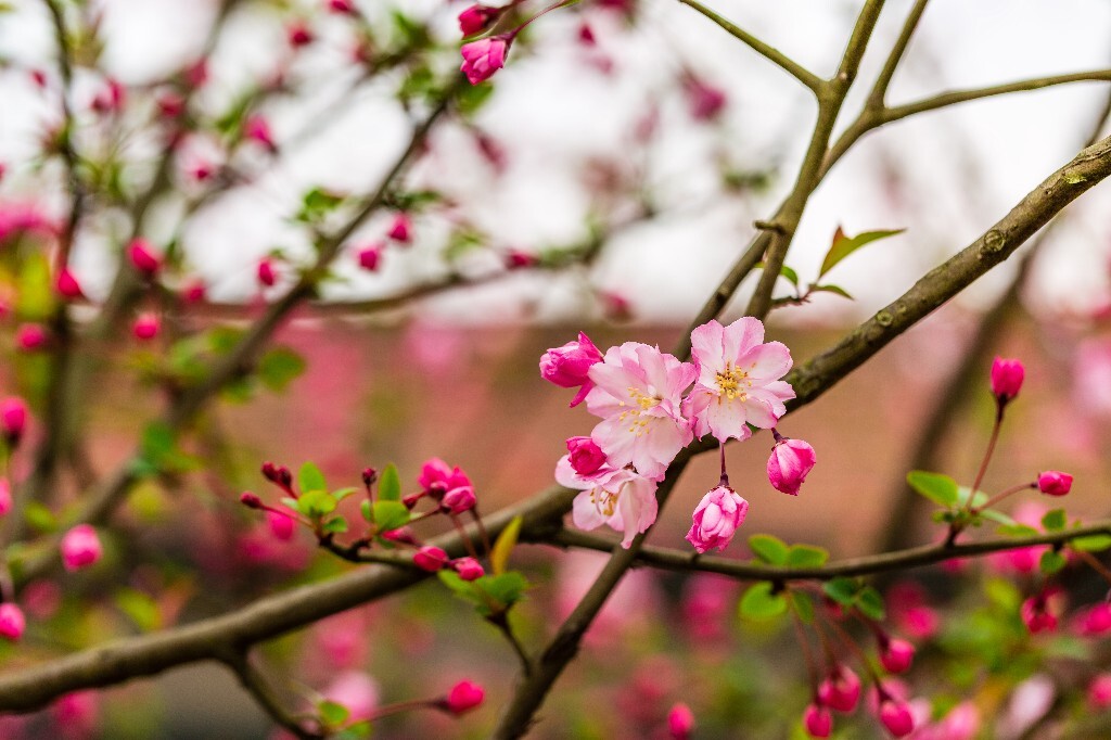 海棠 海棠花 花朵 花儿 摄影
