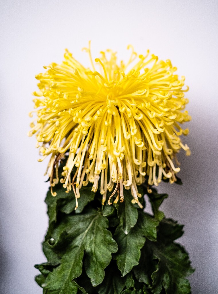 菊花 寿客 金英 黄华 秋菊 陶菊 日精 女华 延年 隐逸花 家菊 花儿 盛开的菊花