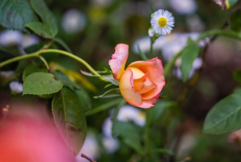 月季花 花中皇后 月月红 月季 月月花 长春花 四季花 胜春 盛开的花儿 盛开的月季 植物 花朵 风光