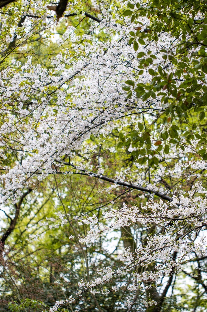 樱花 植物 风光 自然 花朵 花儿 白色的樱花