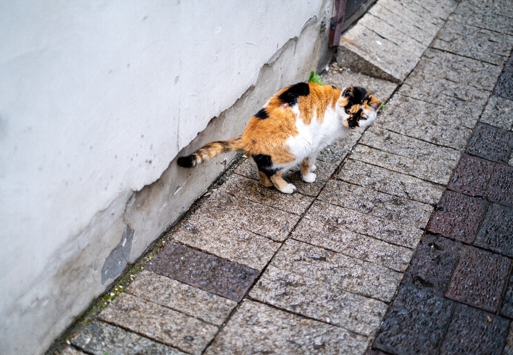 猫 喵星人 橘猫 摄影 猫咪 动物 摄影 动物摄影 旅行 街拍