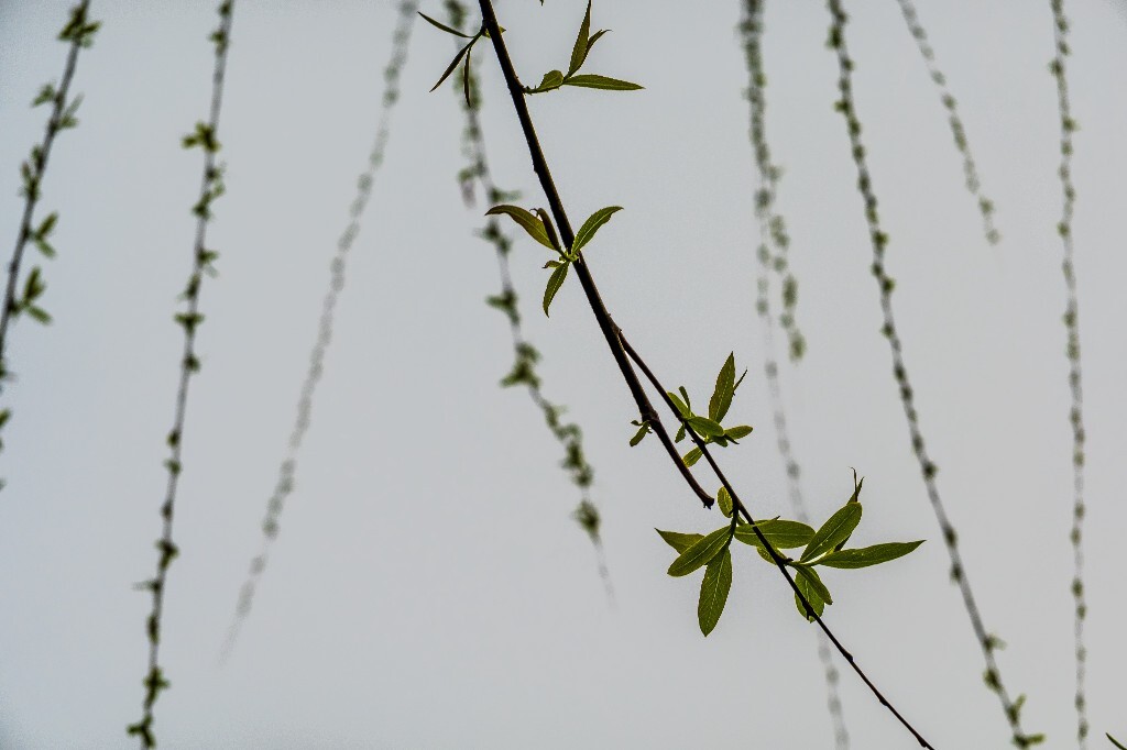 西湖柳树 风光 自然 植物 柳树