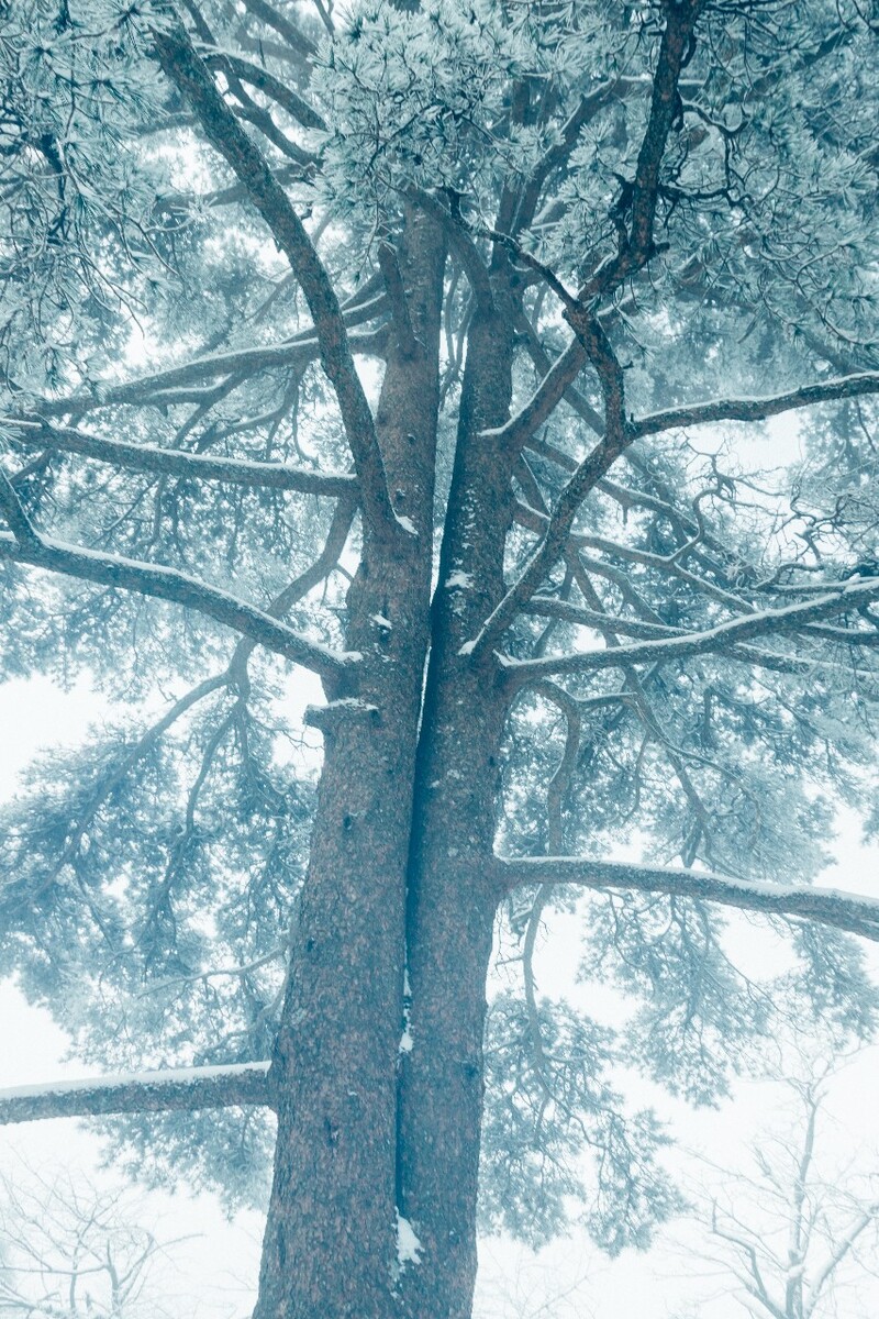 雪景 自然 风景 自然风光 大自然 黄山雪景 黄山风光 树枝上的雪 积雪 千里冰封 万里雪飘 银妆素裹