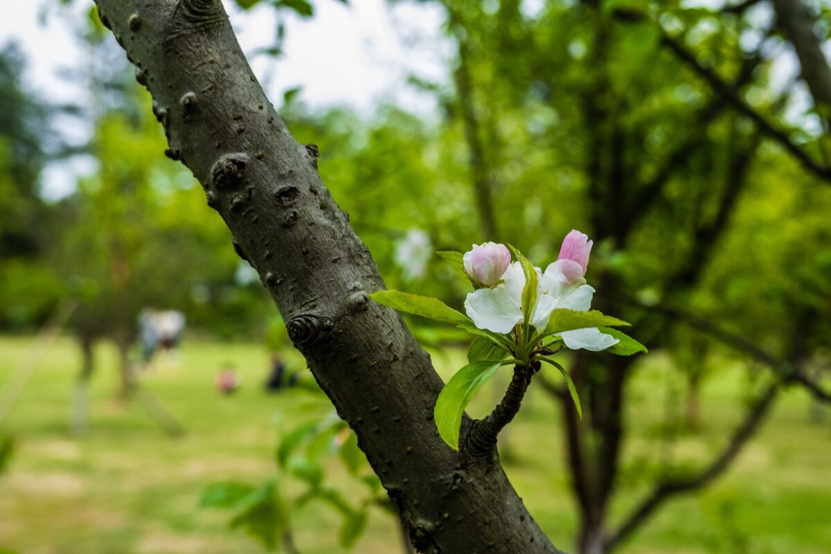 花 植物 摄影 图片 花朵 花草 旅行 白色的小花 海棠花