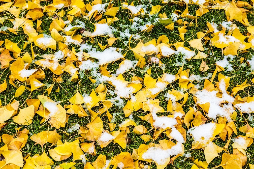 银杏树叶 白果叶 飞蛾叶 鸭脚子 雪景 草地上的雪 草地 落叶 叶子 一叶知秋 风光 自然 2022年第一场雪