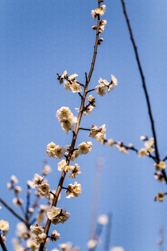 梅 梅花 植物 风光 花卉 花朵 花儿 摄影 旅行 赏花